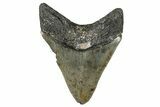Serrated, Fossil Megalodon Tooth - North Carolina #351755-1